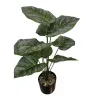 Green leaf plant potted plants, indoor foliage green plants, small potted plants, balcony and living room decoration Item Picture